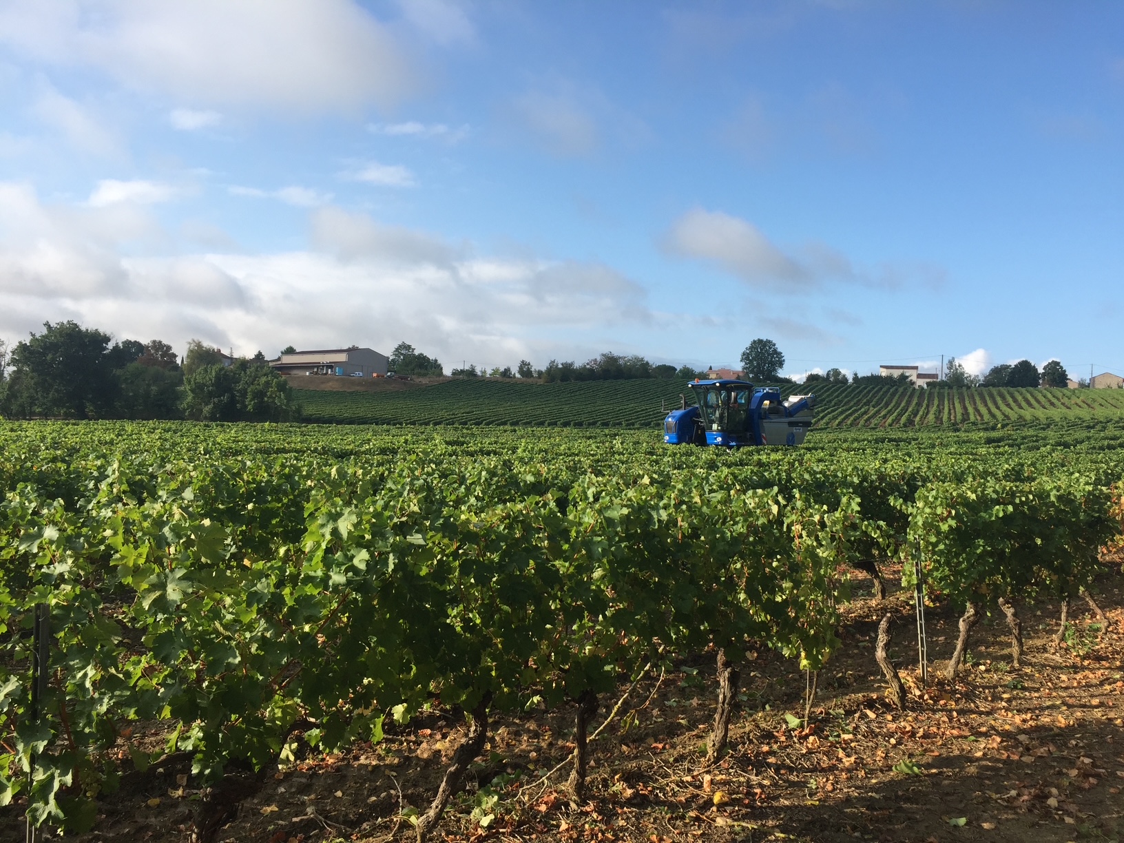vignes